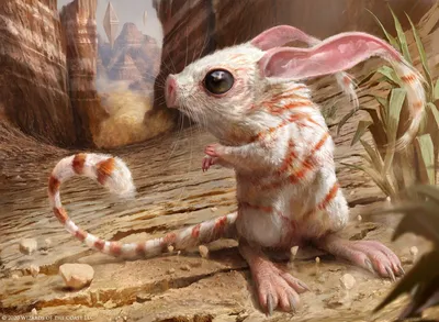 Canyon Jerboa 1