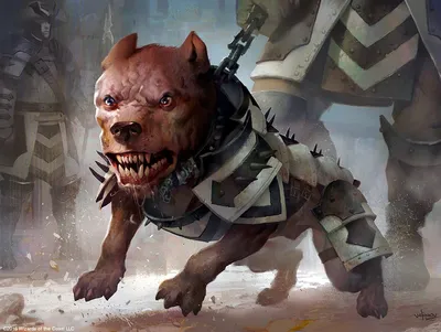 Cathar's Companion