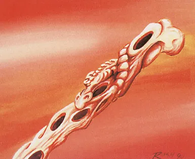 Bone Flute