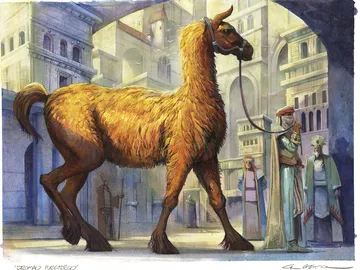 Dromad Purebred