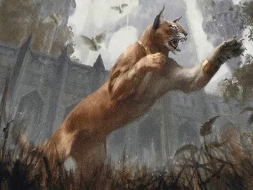 Prowling Caracal
