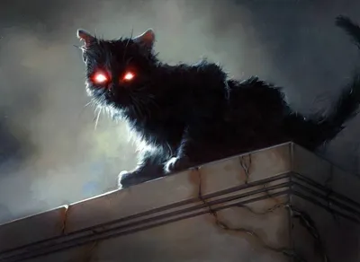 Black Cat