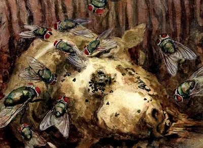 Blowfly Infestation