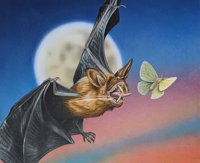 Dakmor Bat