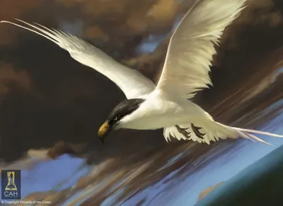 Welkin Tern
