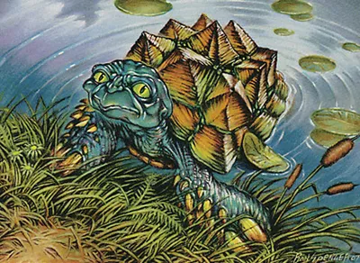 Turtleshell Changeling