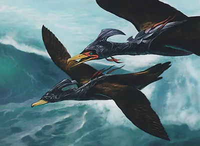 Esper Cormorants