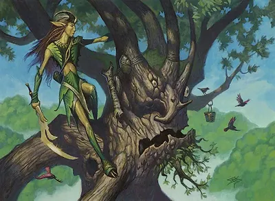 Ambassador Oak