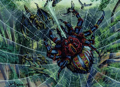 Spitting Spider