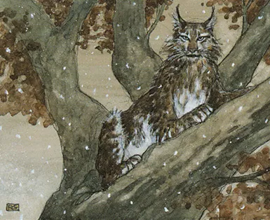 Lynx