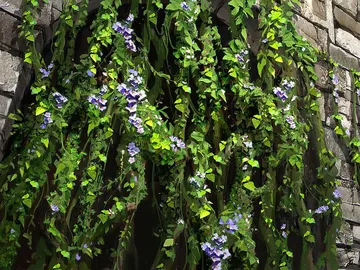 Portcullis Vine