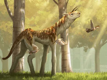 Sylvan Brushstrider