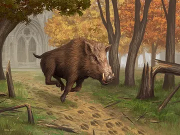 Territorial Boar