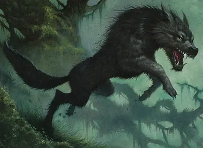 Kessig Wolf