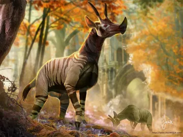 Wary Okapi