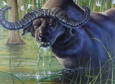 Wild Ox