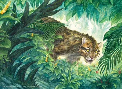 Undergrowth Leopard