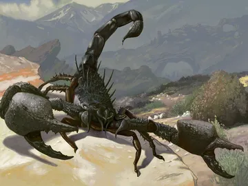 Sedge Scorpion