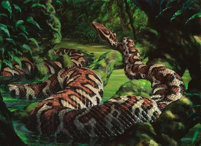 River Boa