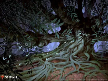 Old Man Willow 1