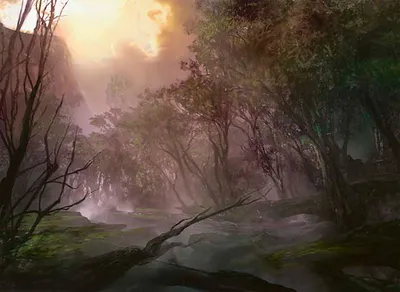 Forest 1