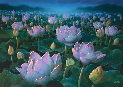 Lotus Field