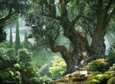 Forest 4