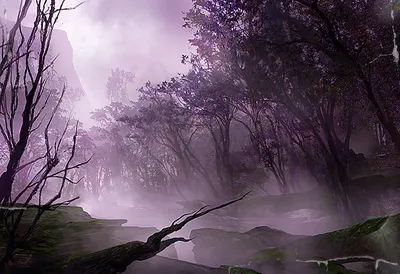 Forest 1