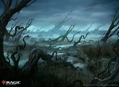 Swamp 2