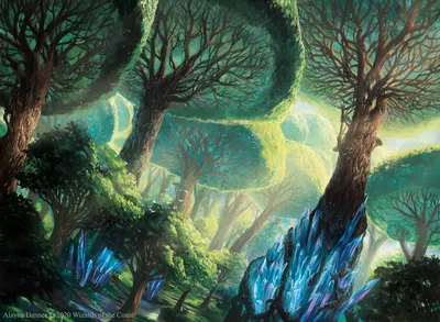 Forest 1