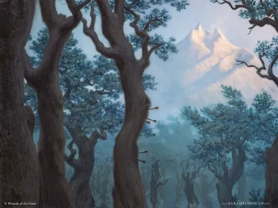 Forest 2