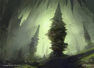Forest